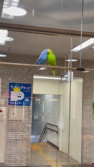 【悲報】インコの淫行、エロい