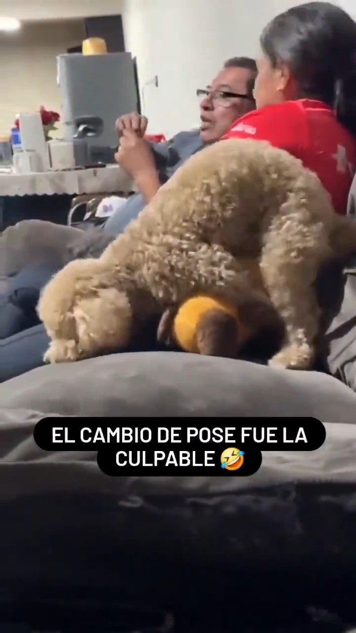 【動画】犬🐶「これボクのッ゛💕ボクのォッ゛💕」ﾍｺﾍｺ