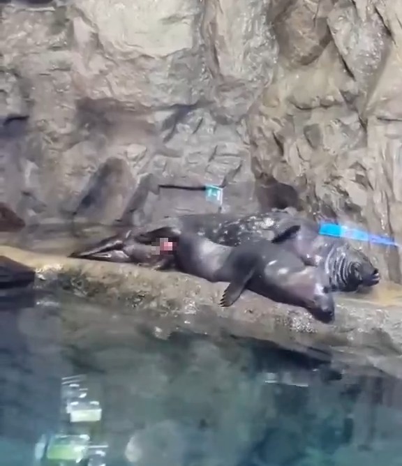 【動画】水族館のカップルさん、夏休みキッズたちの前でヤッてしまう…